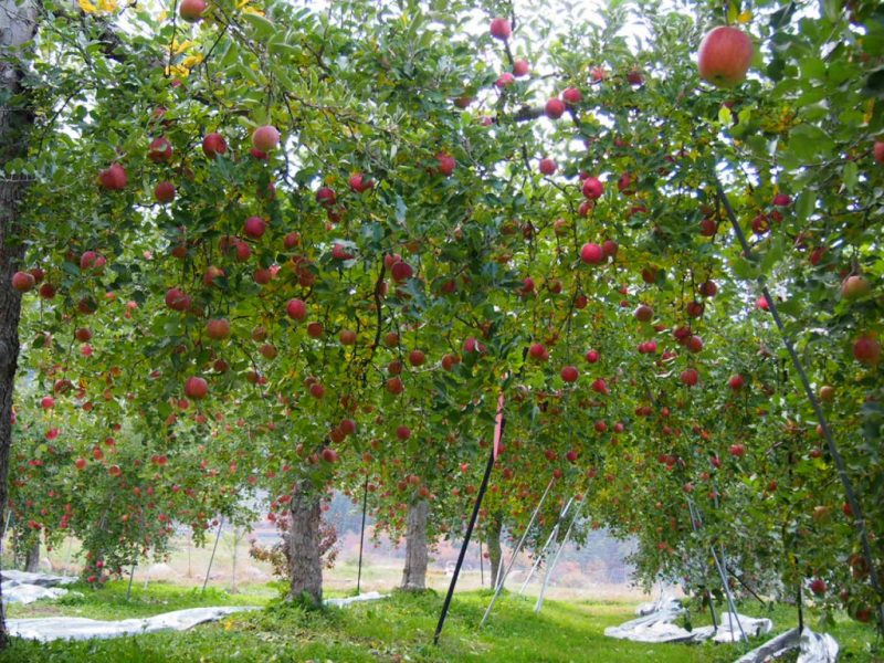 松川村りんごの木