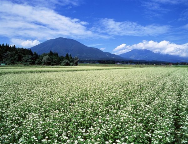 【信州・信濃町癒しの森】風景_秋_そば畑1